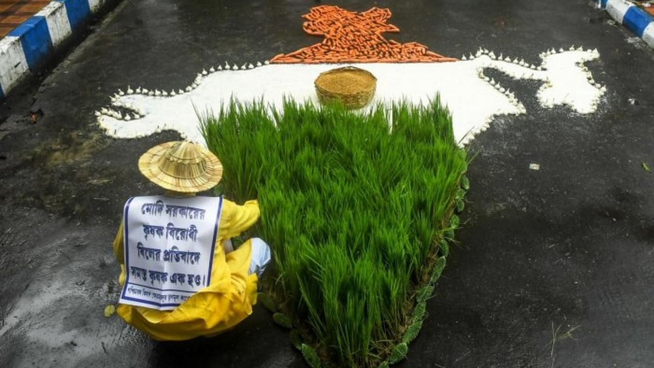 A farmer of the Trinamool Congress arranges crops in the shape of the map of India during a protest in Kolkata on September 25, 2020. AFP