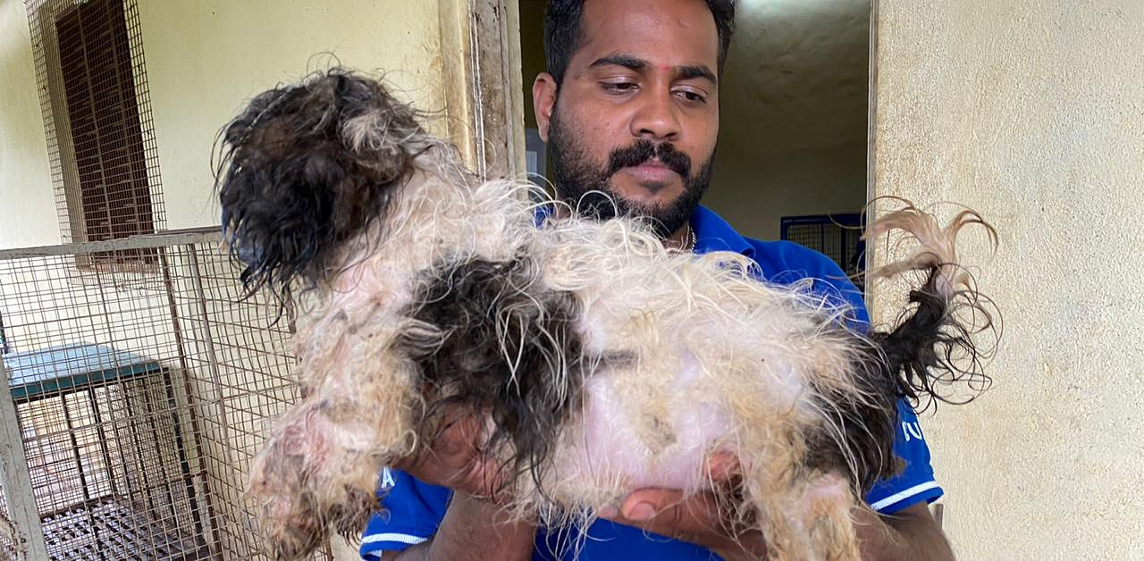 Puttenahalli Police acknowledged that the breeder had not yet been arrested. Photo Courtesy: Alwyn Sebastian