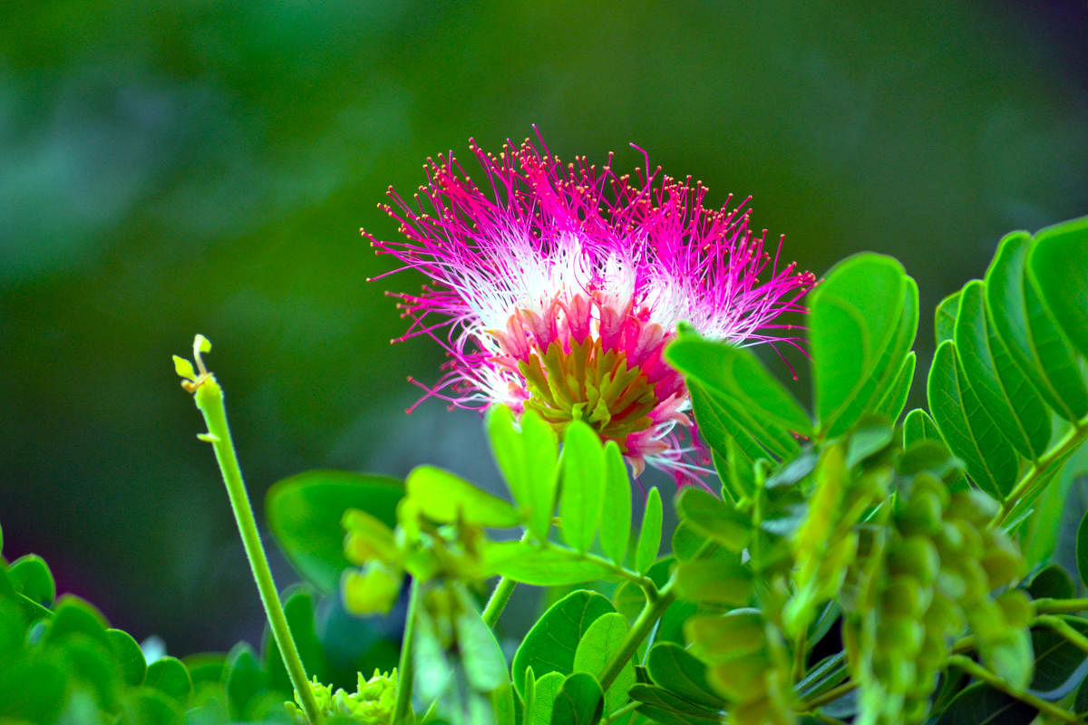 The distinctive powdery flower of the rain tree.