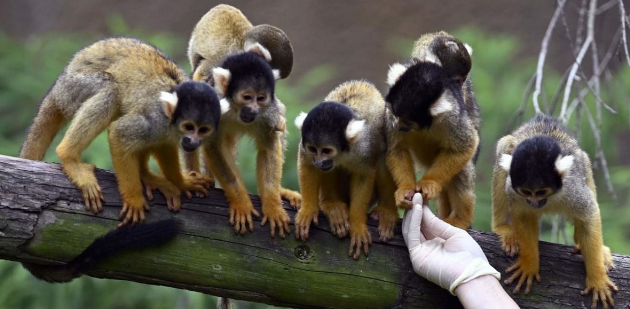 Black-capped squirrel monkeys waiting for food at the Taipei Zoo. Credit: AFP Photo