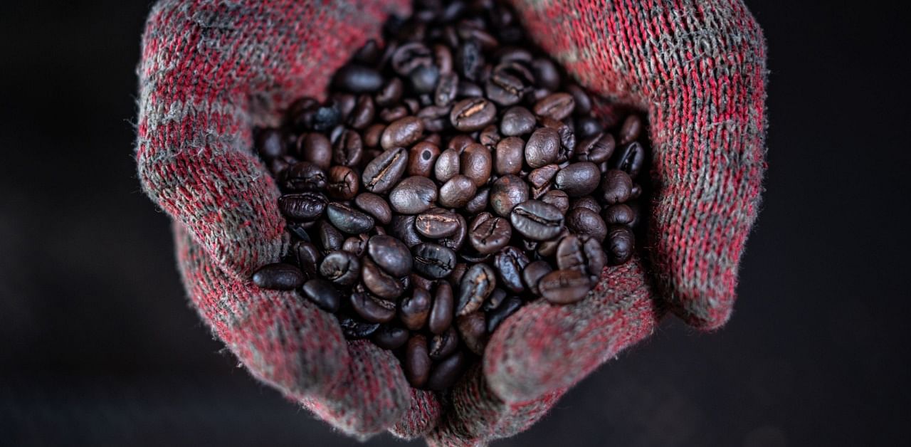 Worker showing wood fire roasted coffee beans at the Antong Coffee Factory in Taiping in the Malaysian state of Perak. Credit: AFP Photo