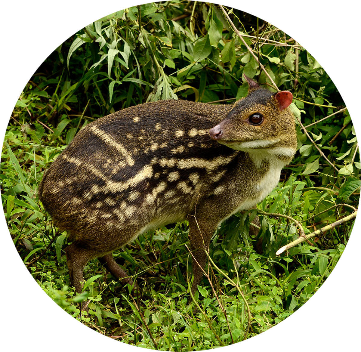 The Indian spotted chevrotain (Moschiola meminna)  Nocturnal, solitary and elusive, this ungulate is found across the Indian subcontinent and has no antlers.