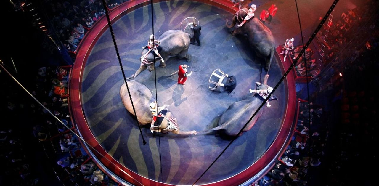 PETA India, represented by advocates Aman Hingorani and Swati Sumby, has claimed in its plea that due to the Covid-19 outbreak and resultant lockdown, circuses are finding it difficult to feed the animals which at various stages of starvation. Credit: Reuters