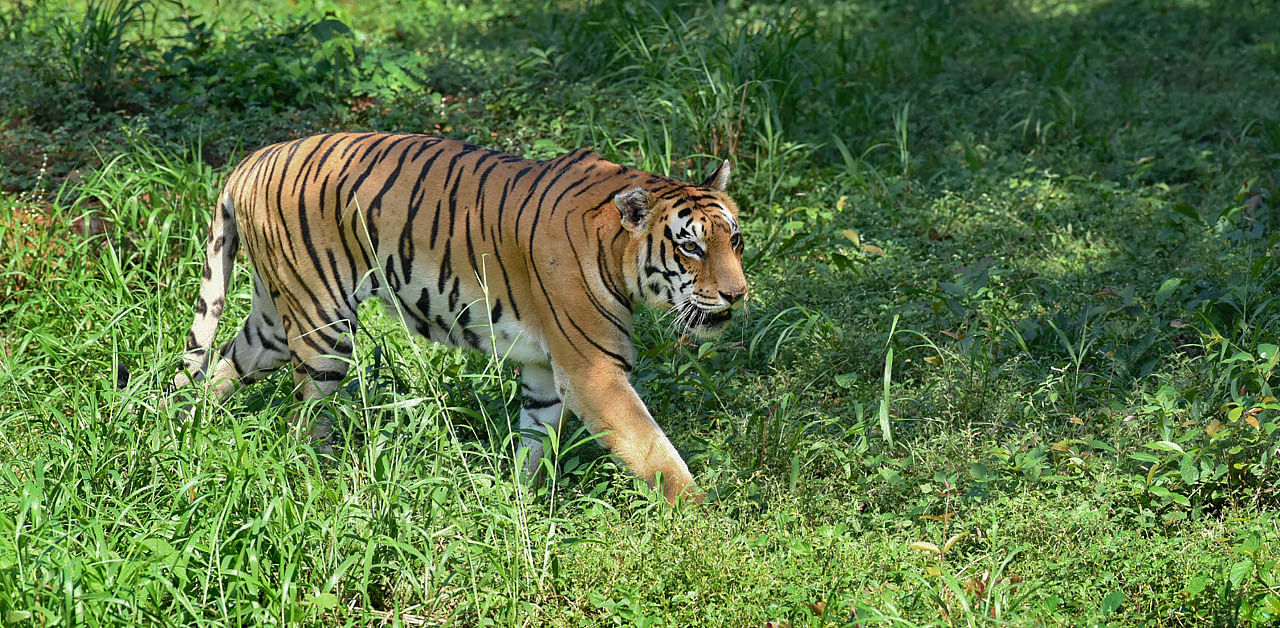 Tigress Ganga at Van Vihar National Park as seen on the first day of Wildlife week, in Bhopal. Credit: PTI Photo