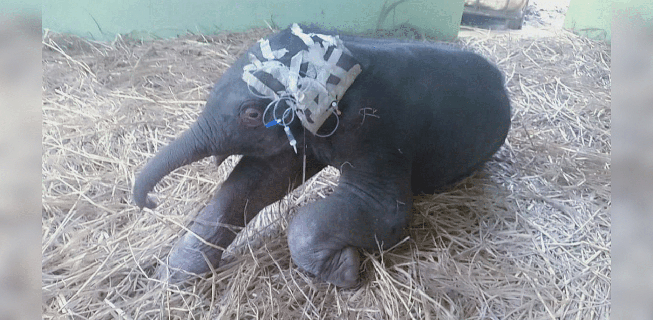 Sources in the Forest Department (wildlife wing) Shivamogga Division stated that the baby elephant was born with congenital limb defects last week in the coffee estate area in Sakleshpur taluk. Credit: DH Photo