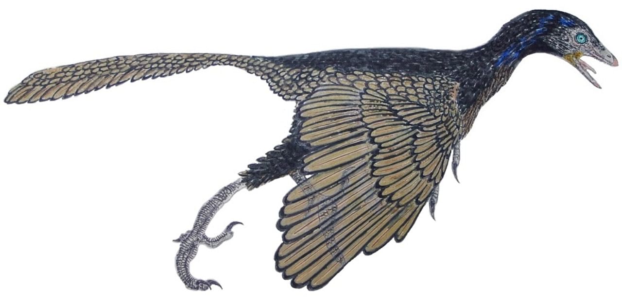 Carney and a team of colleagues compared the feather with the fossil remains of other feathers found with archaeopteryx fossils more recently, and they claim that the debate is now settled: The feather belongs to archaeopteryx. Credit: Wikimedia Commons
