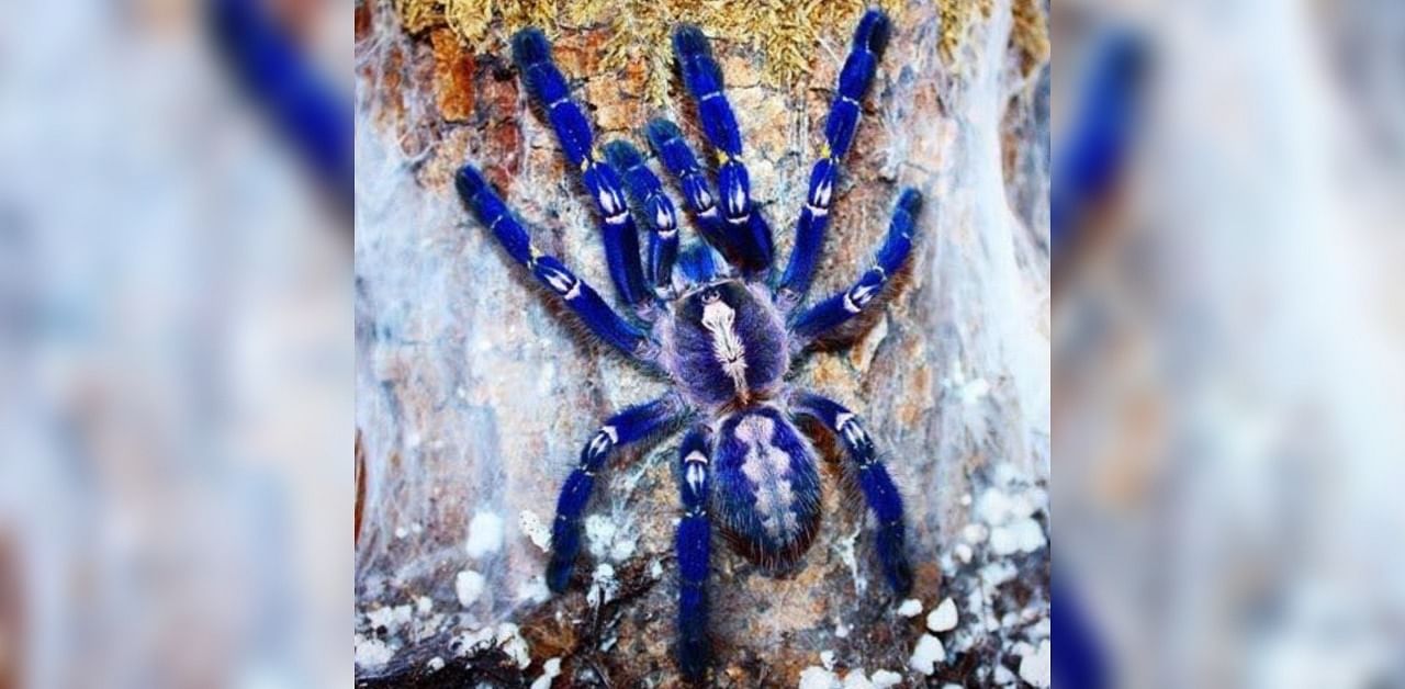 Blue Tarantula. Credit: File Photo