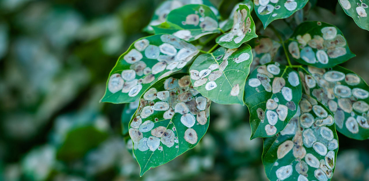 Diseased plant. Credit: iStockPhoto