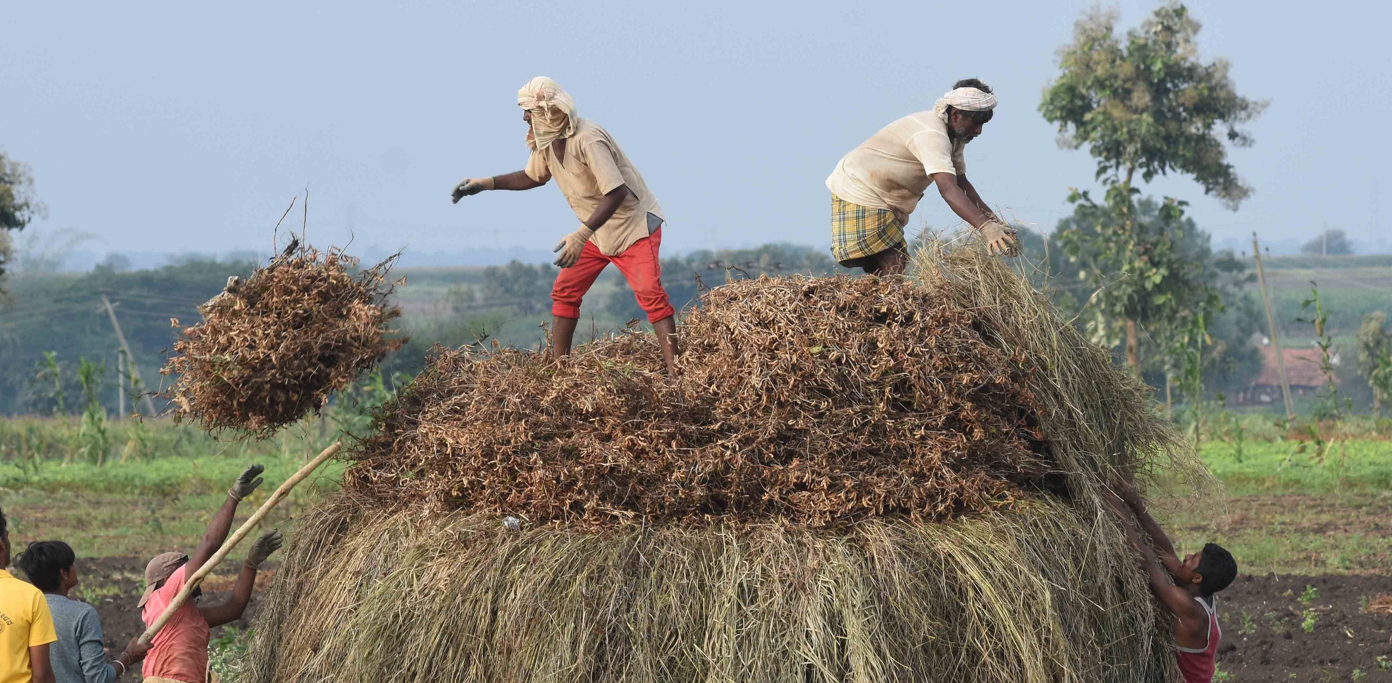 Hundreds of farmers who lost huge swathes of their crops around the state of Madhya Pradesh protested for nearly two weeks in August - some banging metal plates and blowing conch shells, while others set fire to their ruined crops/ Representative image. Credit: DH File Photo