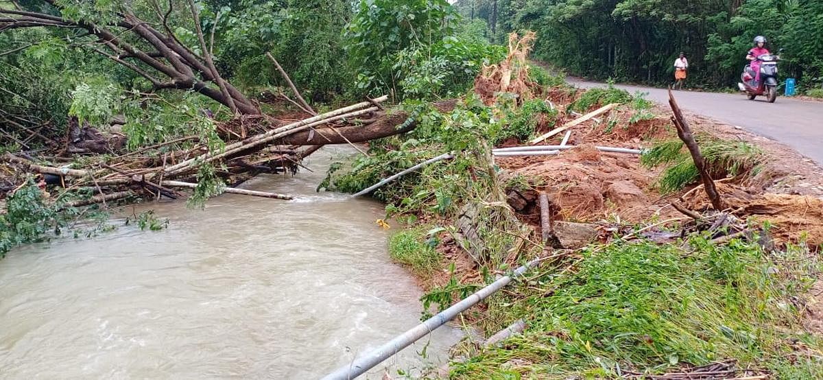 A tree uprooted and fell in a water body at Kollamogra.