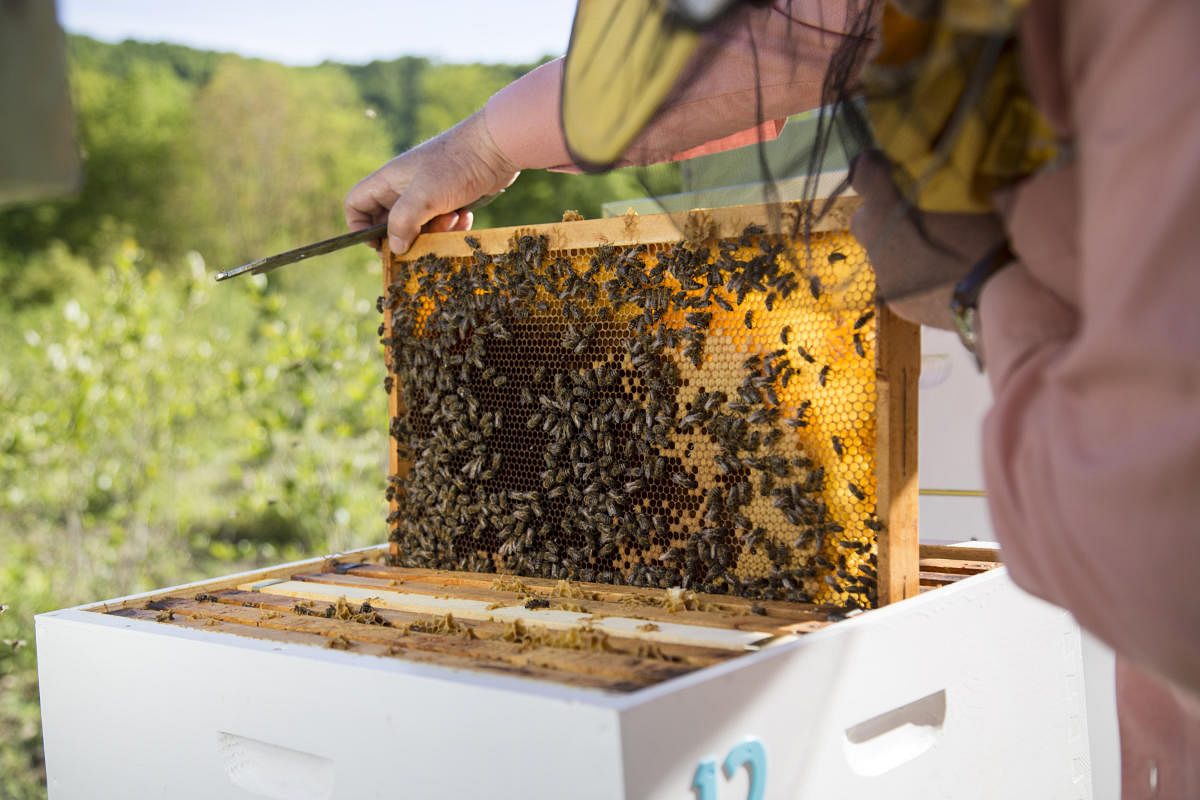 A beekeeper checks the honeycomb of a beehive.