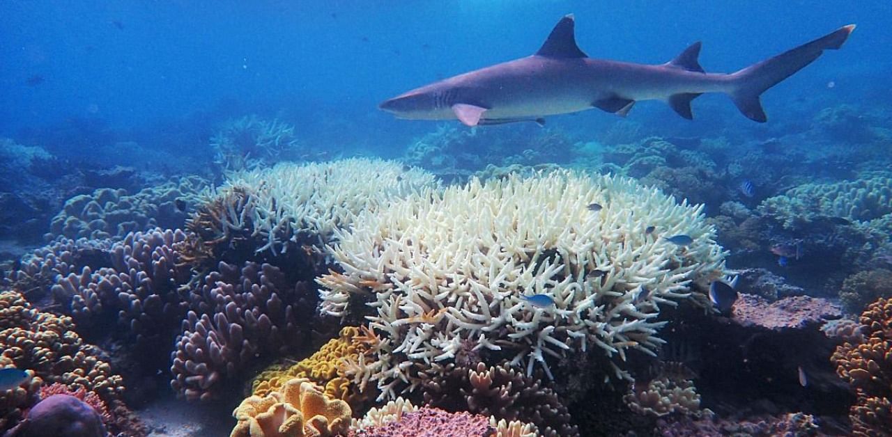 Australia's Great Barrier Reef has suffered its most widespread coral bleaching on record. Credit: AFP