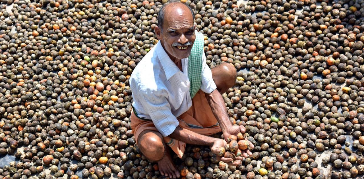 The initiative of procuring areca nuts from the houses of farmers drew a positive response in Puttur and Vittal, where it was launched earlier. Credit: DH File Photo