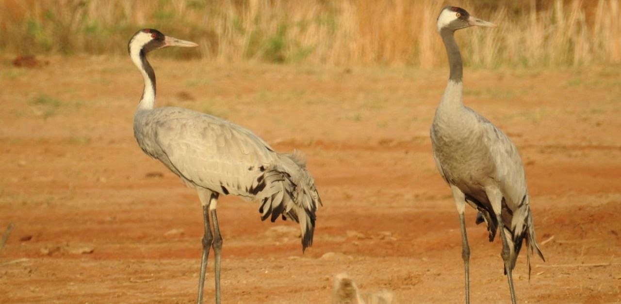 A pair of common cranes. Credit: DH
