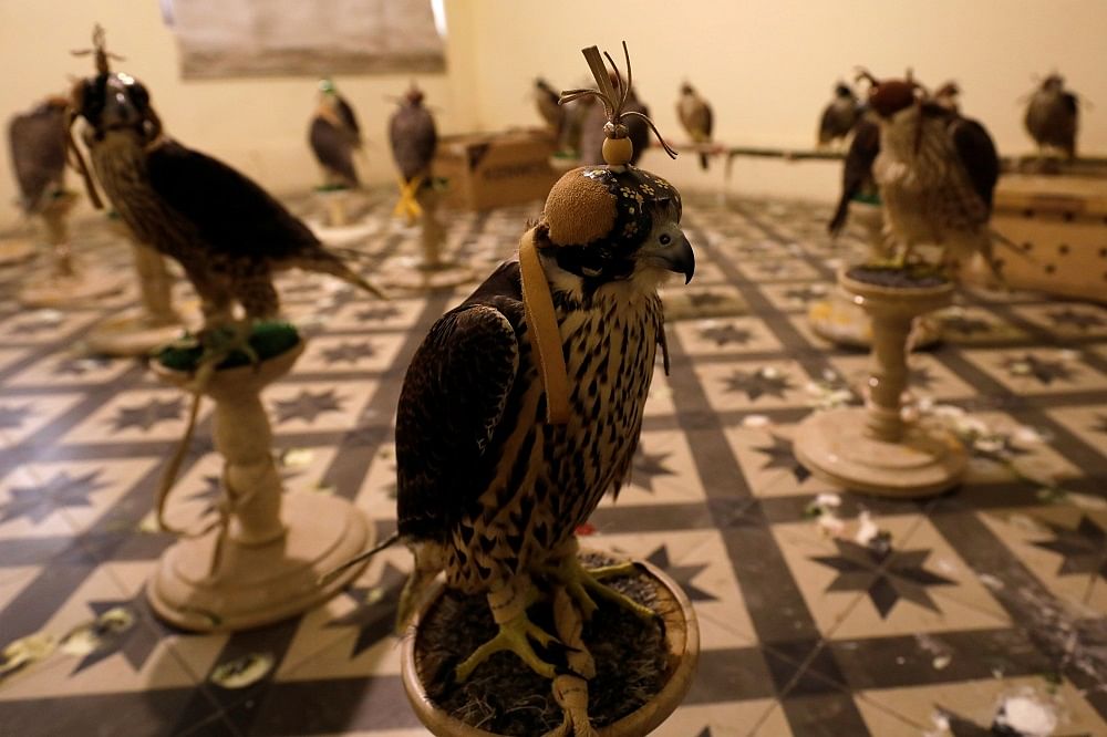 Falcons are seen at the office of the Anti-Smuggling Organisation of Pakistan Customs, after they were seized in Karachi. Credits: Reuters Photo