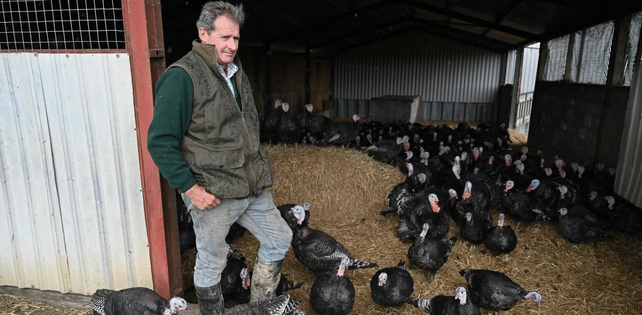 Farmer Mark Chilcott tends to his bronze turkeys at Glebe Farm in the village of Owermoigne near Dorchester, southern England. Credit: AFP photo