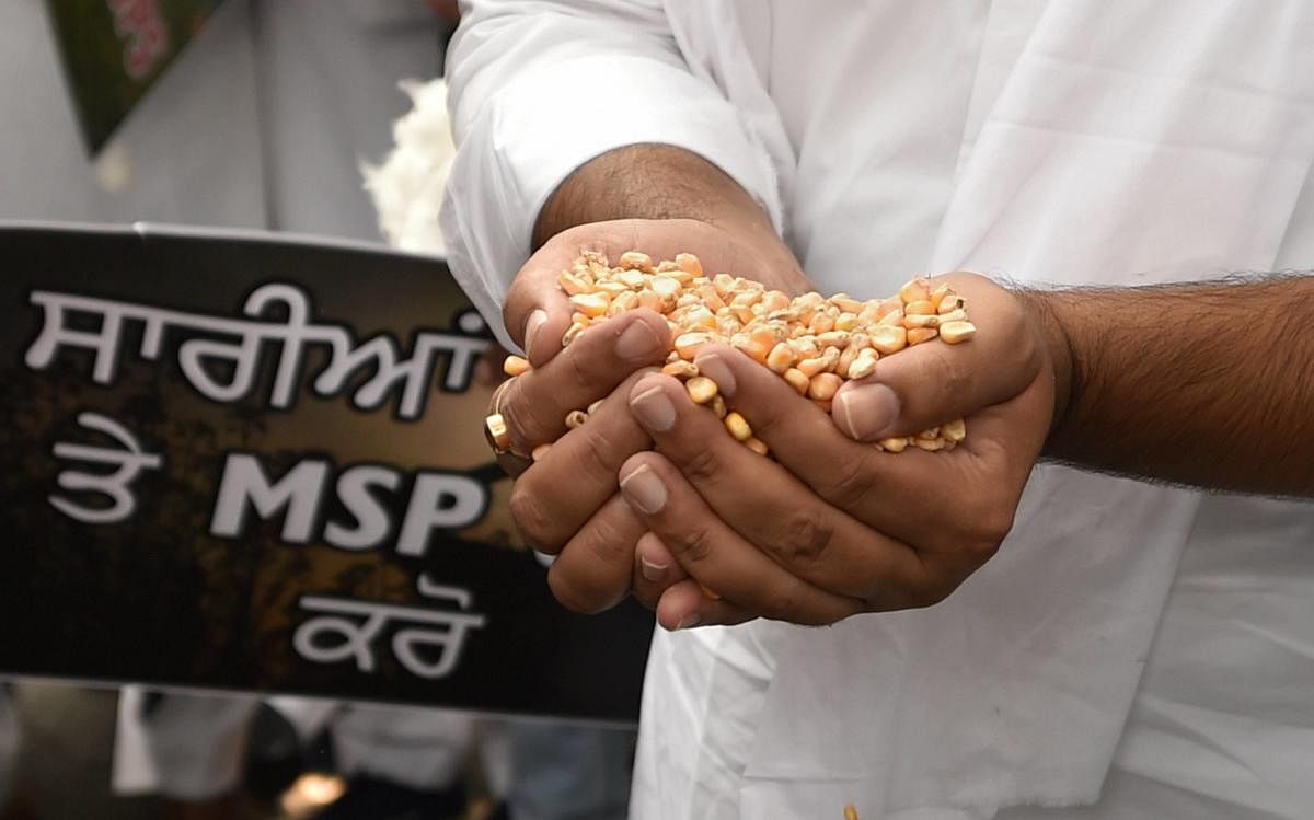 A Shiromani Akali Dal activist holds corn during a protest outside the Krishi Bhawan over farmers' issues including minimum support price (MSP), in New Delhi, Thursday, Oct. 15, 2020. Credit: PTI Photo