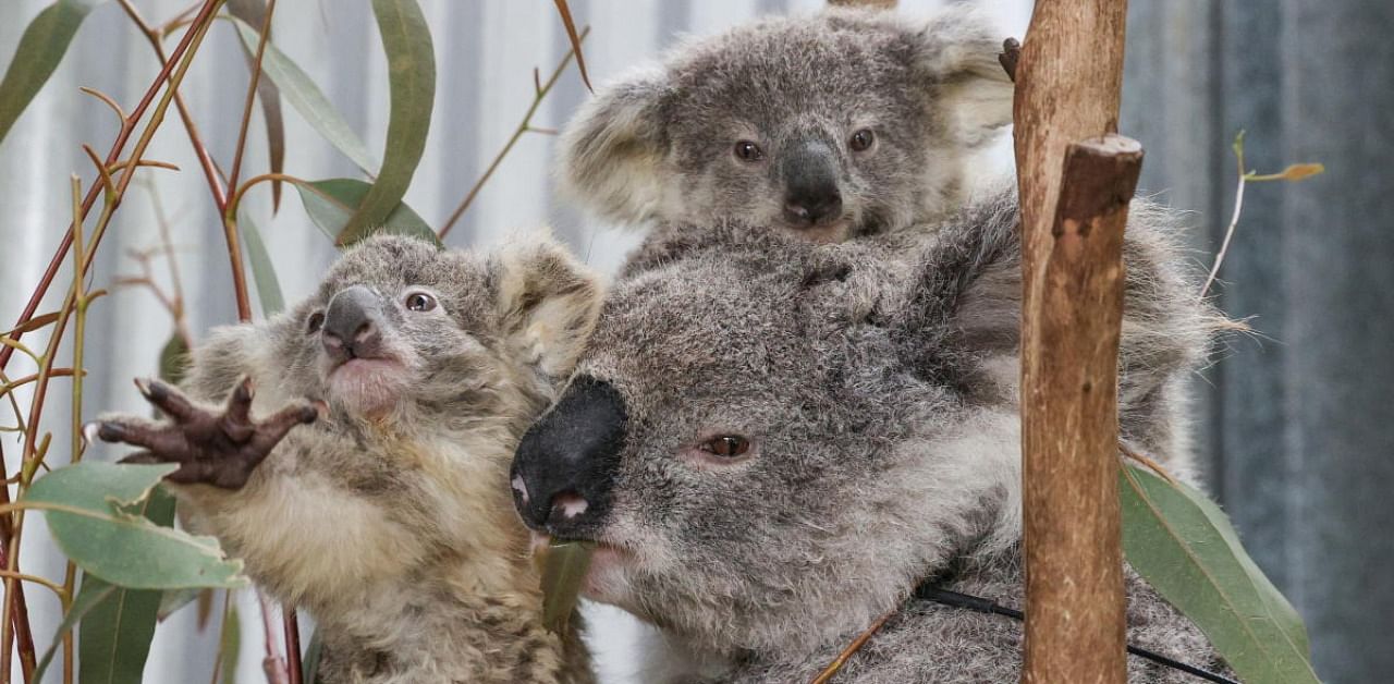 Gum tree leaves are koala's main food source. Credit: Reuters Photo