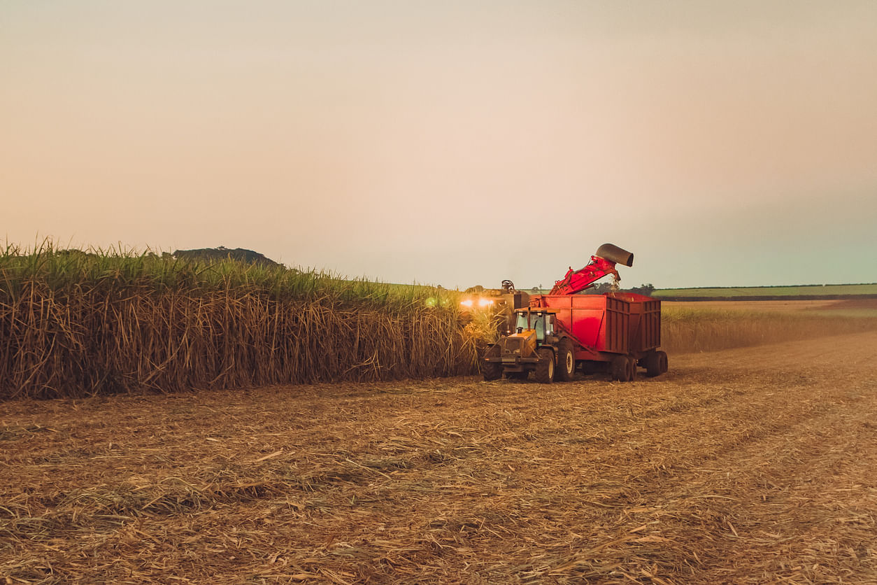 Sugarcane plantation. Credits: iStock Photo