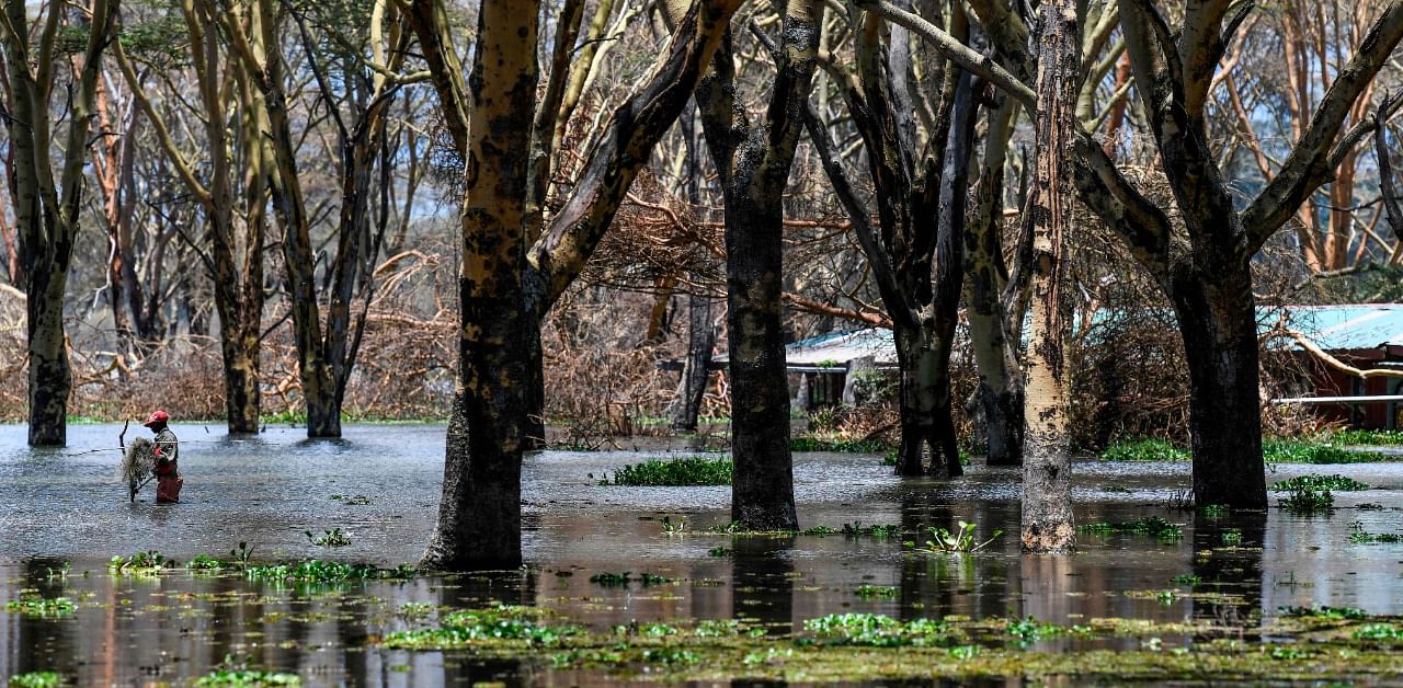 A local villager wades in flood waters where the rising waters of Lake Naivasha inundated the elevated woodland on part of it's shores. Credit: AFP Photo