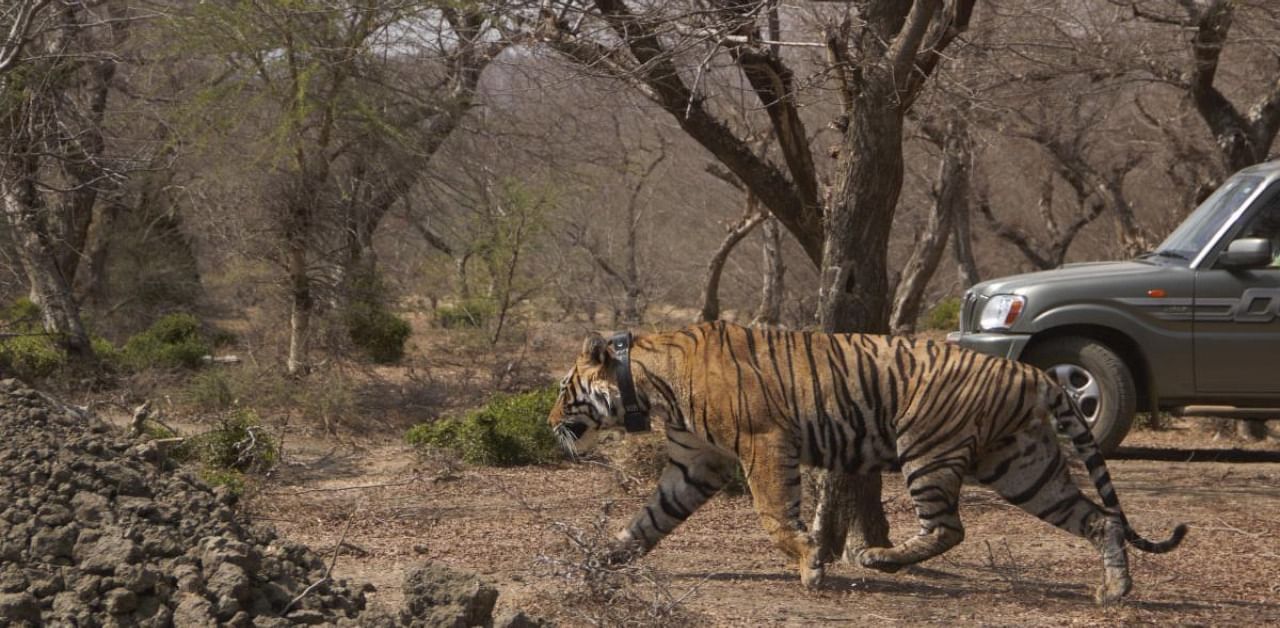 The proposed road network is passing through the Mukundra Hills Tiger Reserve. Representative Photo. Credit: DH File Photo