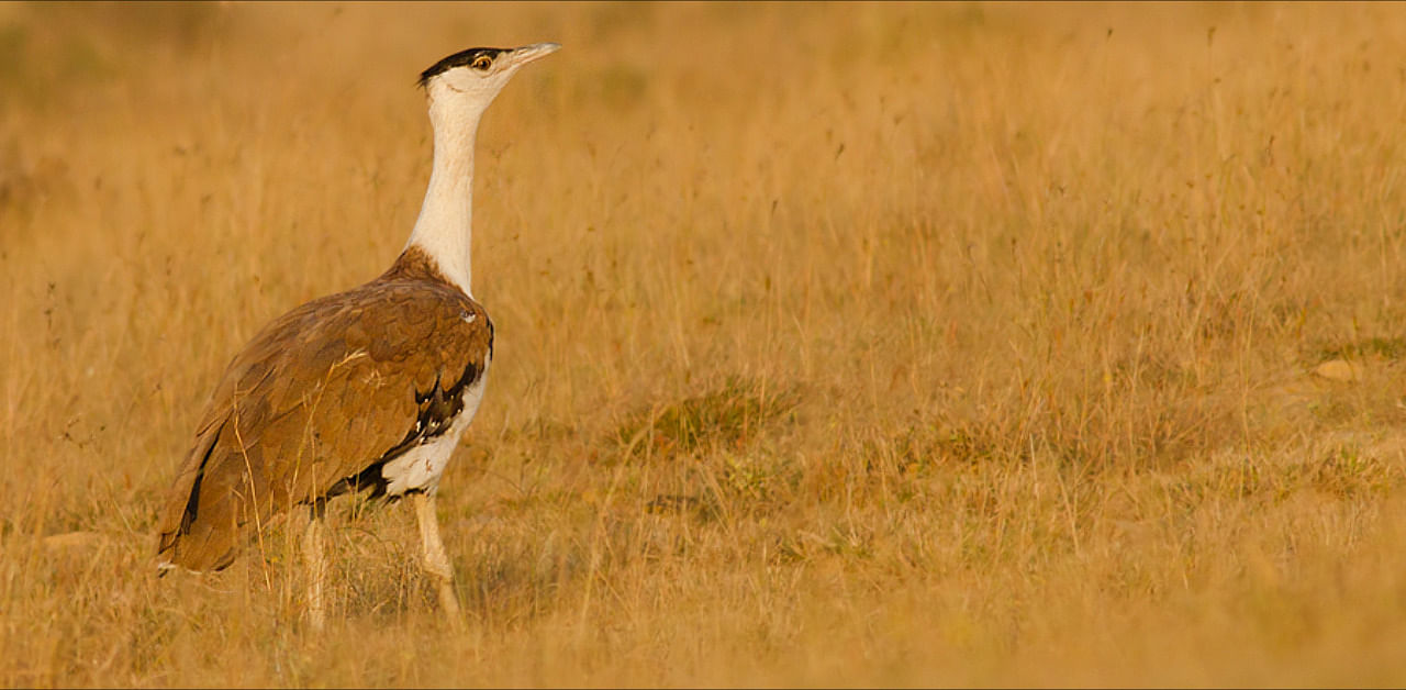 Great Indian Bustard. Credit: Wikimedia Commons Photo