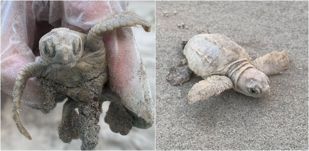 Photos show a tiny turtle that's a creamy white colour rather than the more typical gray or green of a sea turtle. Credit: Facebook (townofkiawahisland)