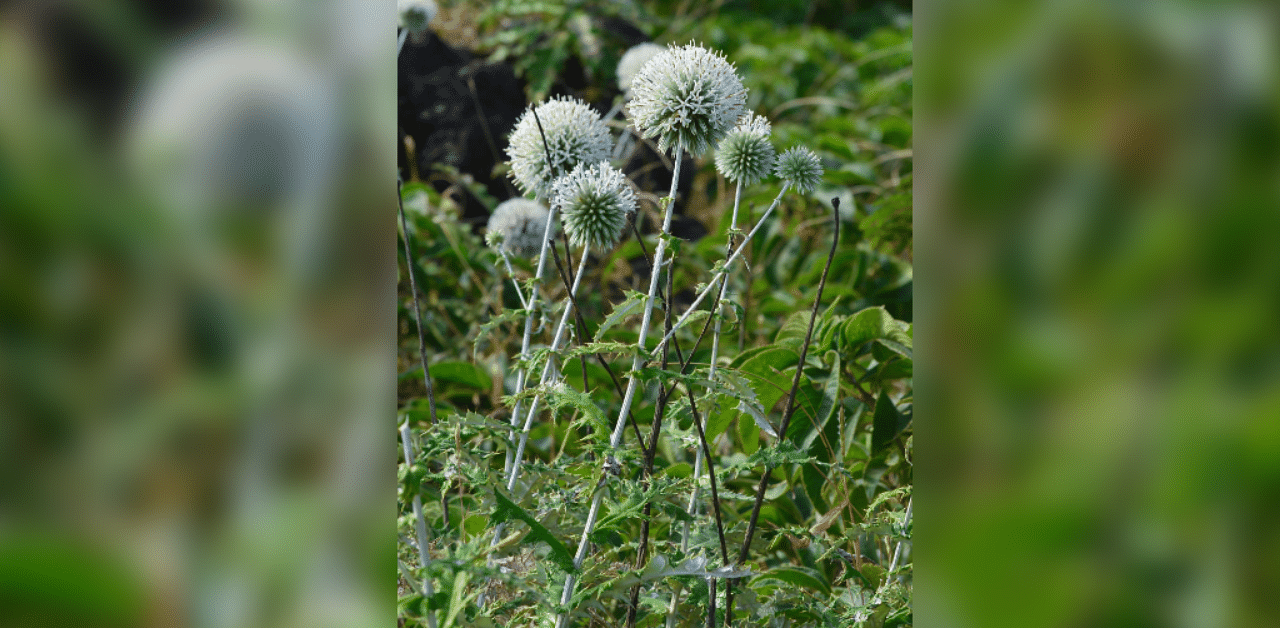 Echinops sahyadricus, the new species of plant, found in the northern Western Ghats. Special arrangement