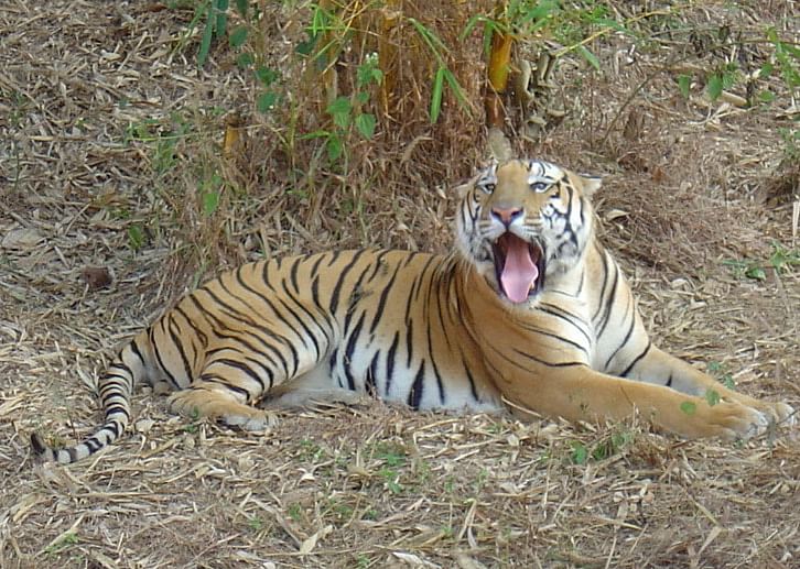 Vikram, one of oldest tiger in Pilikula Biological Park died due to age related illness on Monday. Credits: DH Special arrangement