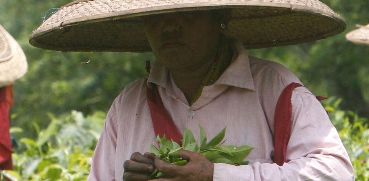 Tea garden workers plucking tea leaves. Representative Photo. Credit: Reuters