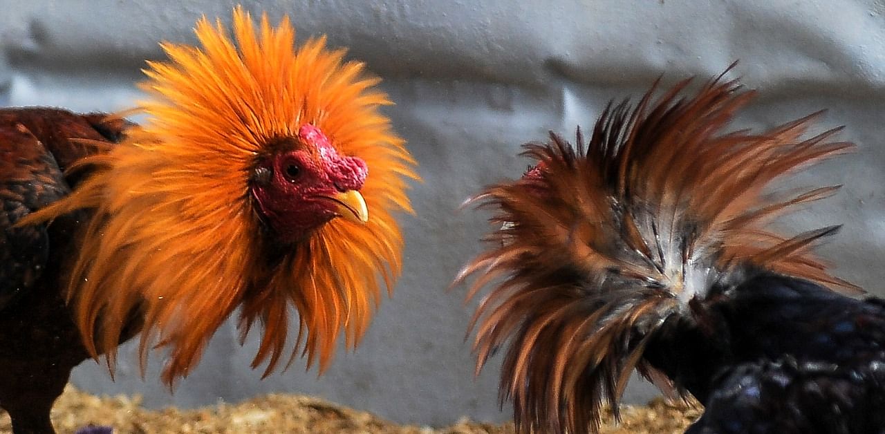 Cocks are seen during a fight. Credit: AFP