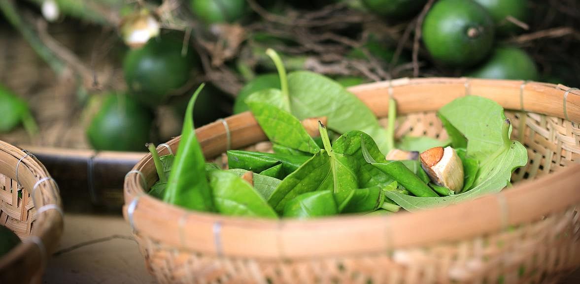 The leaf of the vine does not contain that chemical but contains hydroxichavicol an anticancer drug. Credit: iStock