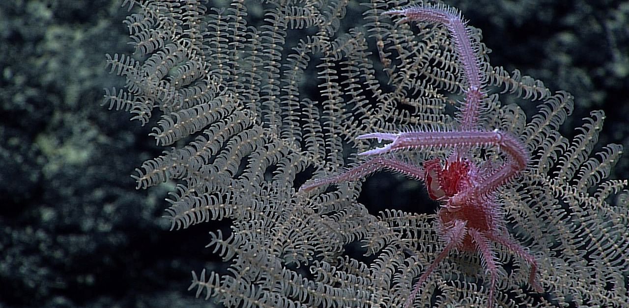 New Black Coral species Umbellapathes litocrada. Credit: Reuters Photo