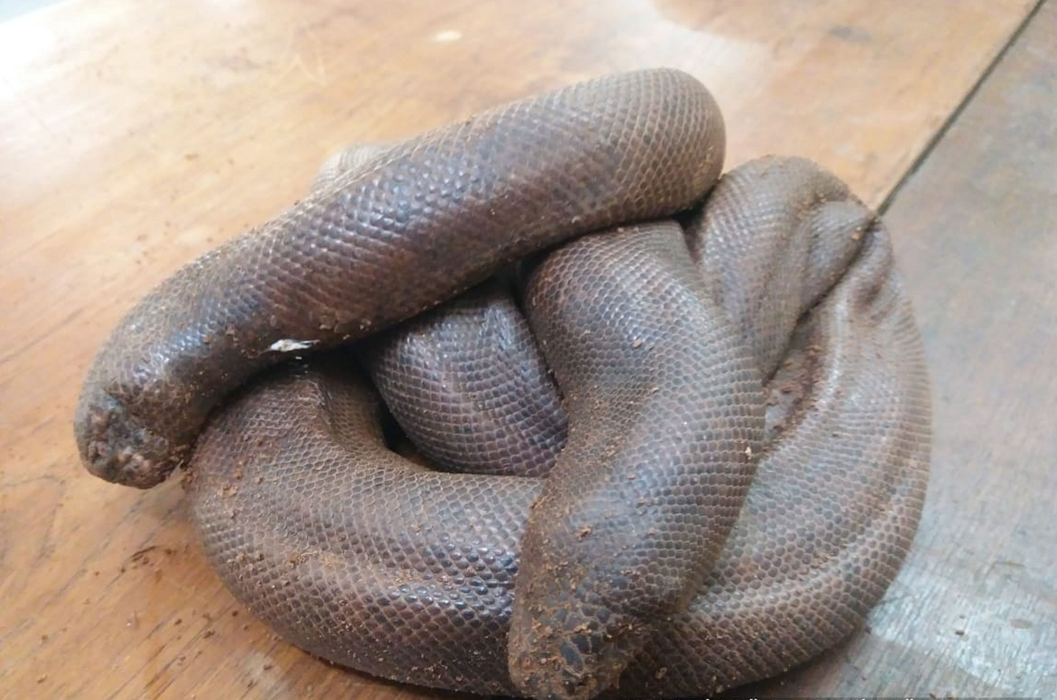 The sand boa that was rescued, in Mysuru. Credit: Special Arrangement