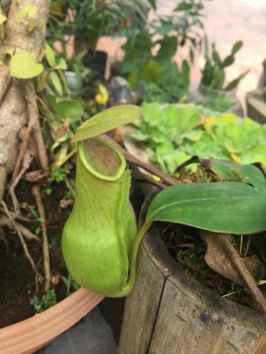 Pitcher plant (Nepenthes khasiana)