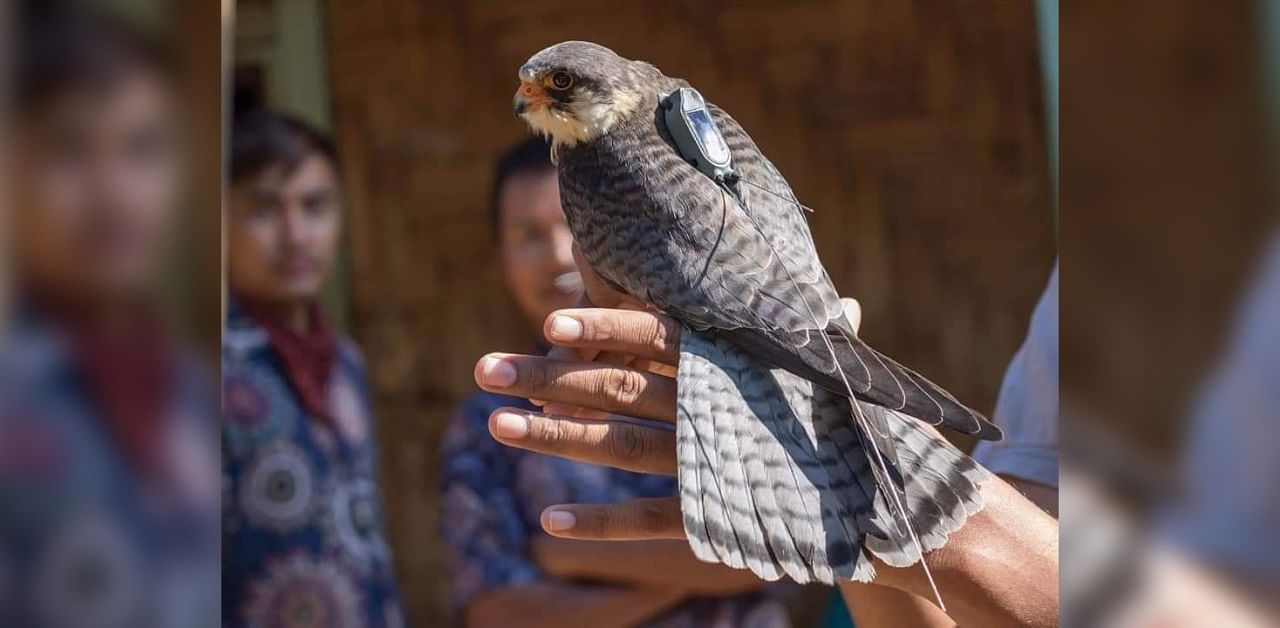 Satellite tagged Amur Falcon bird in Tamenglong district in Manipur. Credit: Manipur forest department