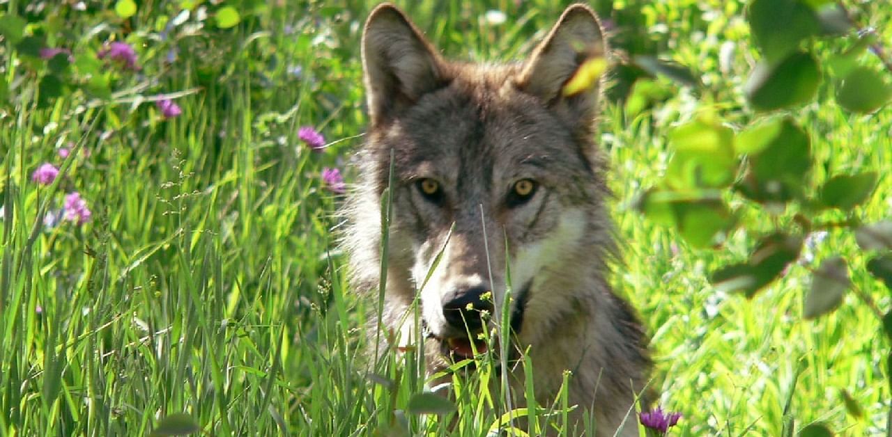 US President Donald Trump's administration on October 29 removed endangered species protections for the gray wolf, paving the way for the iconic predator to be more widely hunted. Credit: AFP Photo