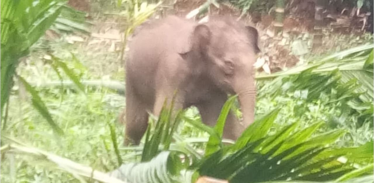 An elephant calf that got separated from the herd at Kadirudyavara in Belthangady taluk. Credit: DH Photo   