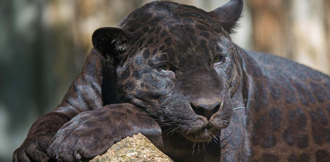The man paid $150 for a “full contact experience" with the black leopard, which allowed him to play with it and take pictures. Credit: iStock/ Representative photo