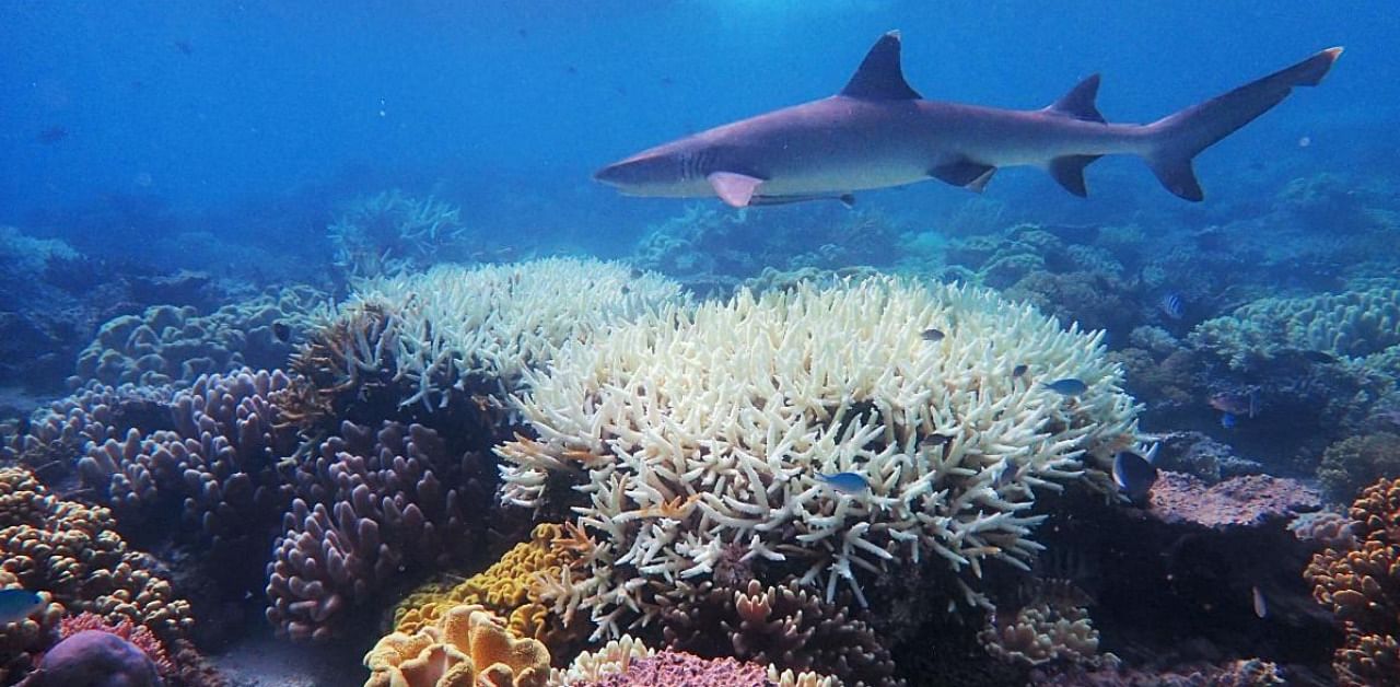 This undated handout photo received on April 6, 2020 from the ARC Centre of Excellence for Coral Reef Studies at James Cook University, shows coral bleaching on the Great Barrier Reef. Credit: AFP.