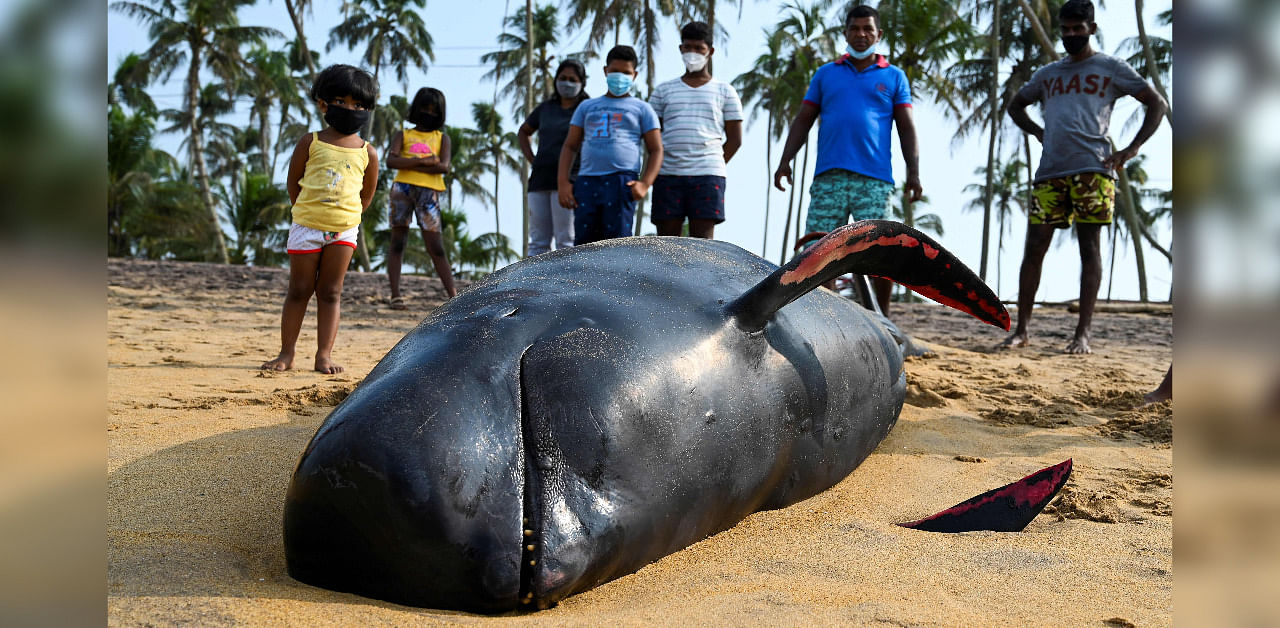 People look at a dead pilot whale on a beach in Panadura on November 3, 2020. - Rescuers and volunteers were racing since November 2 to save about 100 pilot whales stranded on Sri Lanka's western coast in the island nation's biggest-ever mass beaching. Credit: AFP Photo