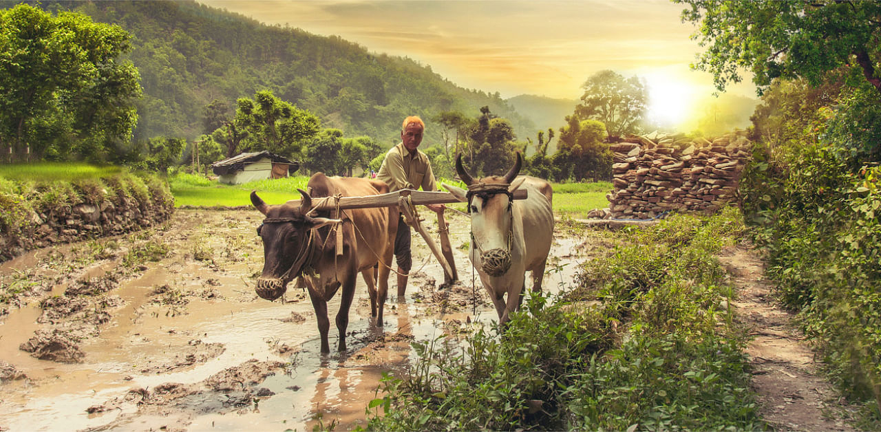 Almost 98% of farmers and 76% of livestock owners made modifications to at least one of the critical practices based on the weather advisories and had income gain. 