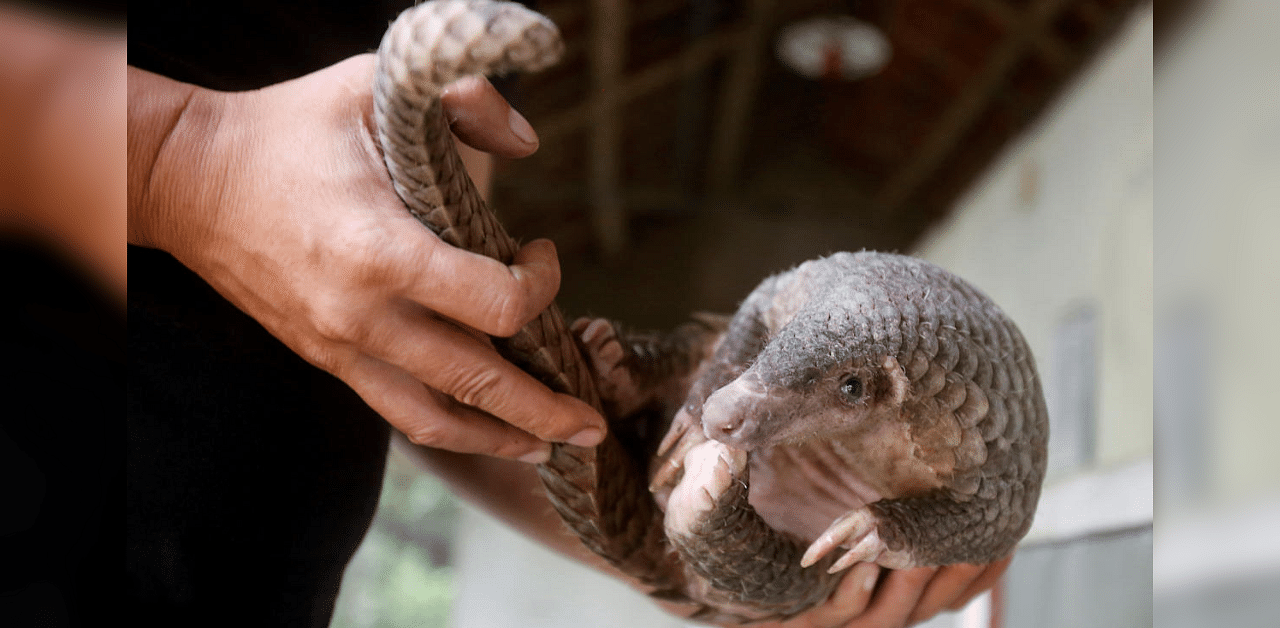 Like armadillos, Pangolins can roll up into an armoured ball. Credit: Reuters Photo