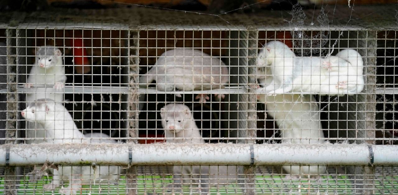 Denmark will cull the entire 15 million mink farmed on its territory because of a mutation of Covid-19 already transmitted to 12 people, which threatens the effectiveness of a future vaccine for humans. Credit: AFP Photo
