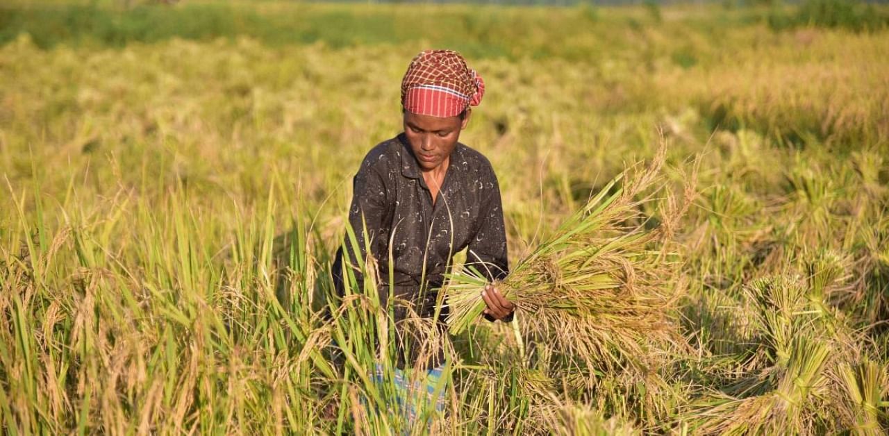  A woman harvests paddy in a field. Credit: PTI