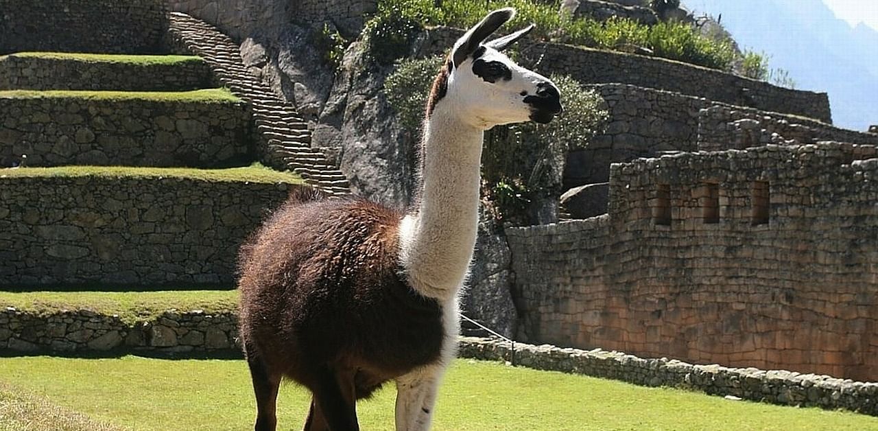 Scientists have found a new method to extract coronavirus antibody fragments from llamas. Credit: Pixabay Photo