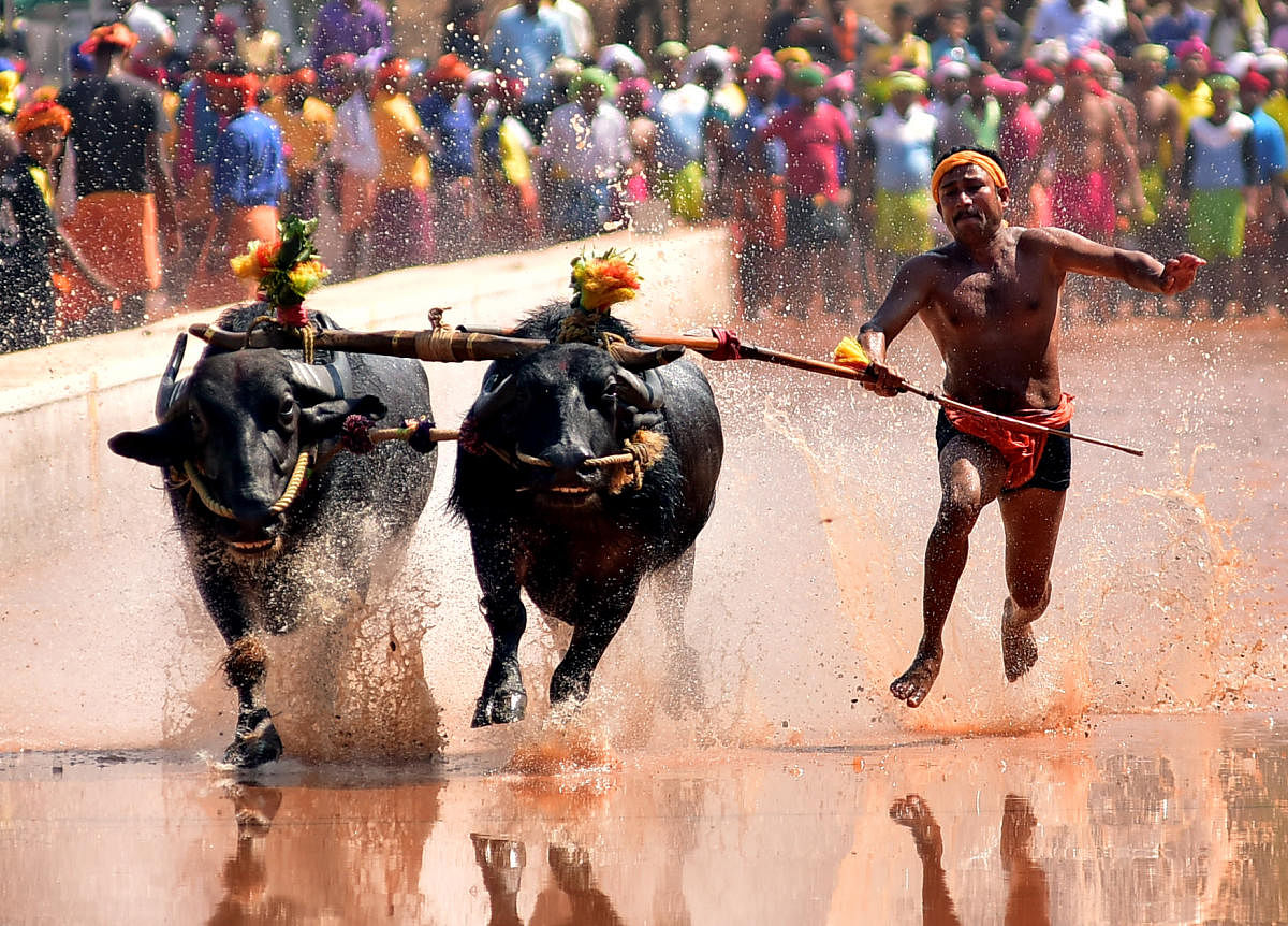 A DH file photo of Kambala held at Paivalike in Manjeshwara last year.