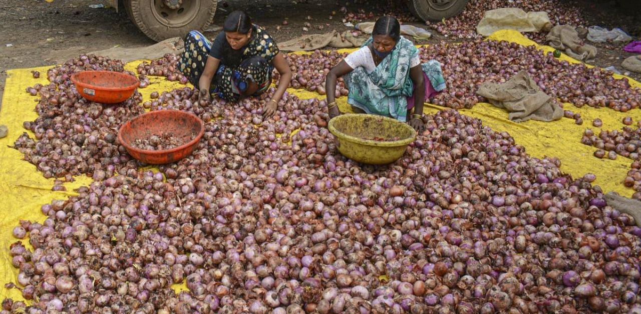 In contrast, the average price for a quintal on October 30 was Rs 5,501. Credit: PTI