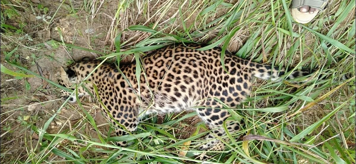 Leopard that was found dead in a suspicious manner, at Kallundi village, in Arsikere taluk, Hassan district.