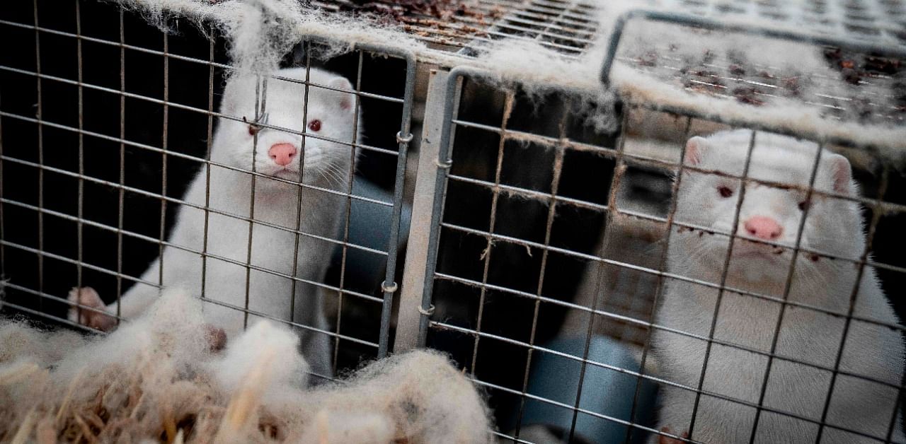 Mink look out from their cage at the farm of Henrik Nordgaard Hansen and Ann-Mona Kulsoe Larsen as they have to kill off their herd, which consists of 3000 mother mink and their cubs on their farm near Naestved, Denmark. Credit: AFP Photo